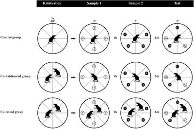 Conspecific Presence Improves Episodic-Like Memory in Rats